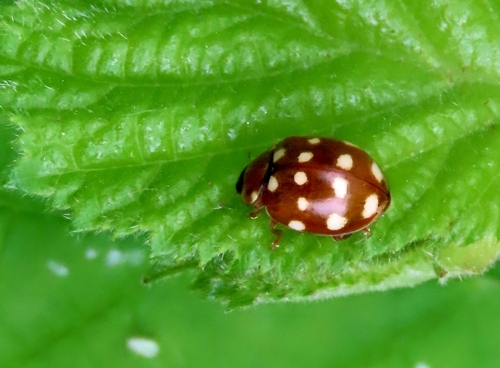 Cream-spotted Ladybird