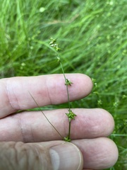 Carex radiata