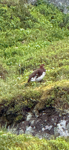 Willow Ptarmigan