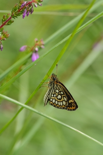 Large Chequered Skipper