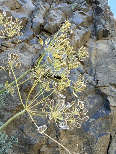 Lomatium papilioniferum, photograph 3