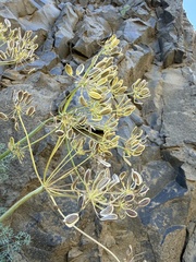 Lomatium papilioniferum, photograph (c) James H. Thomas, some rights reserved (CC BY)
