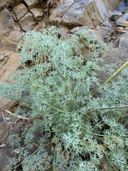 Lomatium papilioniferum, photograph (c) James H. Thomas, some rights reserved (CC BY)