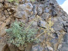 Lomatium papilioniferum, photograph (c) James H. Thomas, some rights reserved (CC BY)