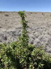 Berberis haematocarpa