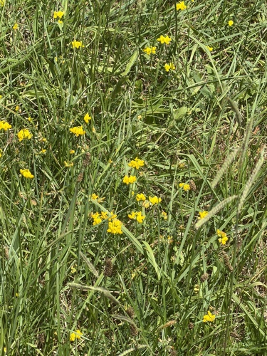bird's-foot trefoil