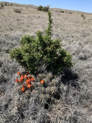 Berberis haematocarpa