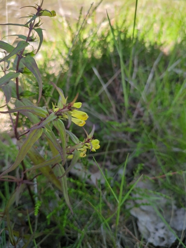 Common Cow-wheat