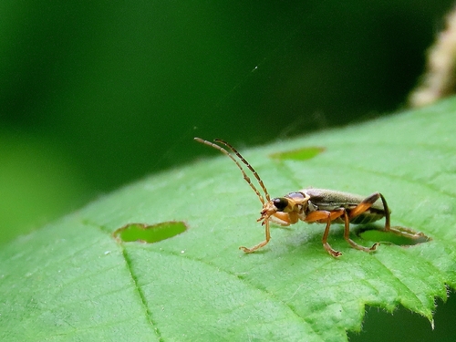 Grey Sailor Beetle
