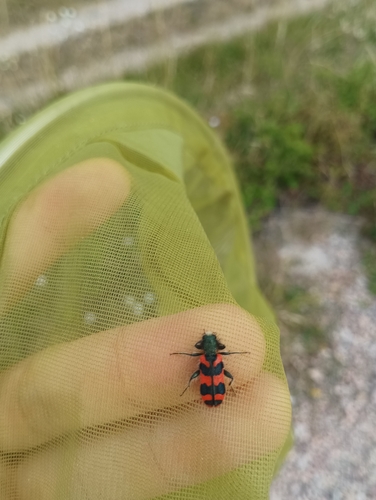 Bee-eating Beetle
