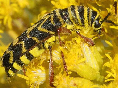 Locust borer