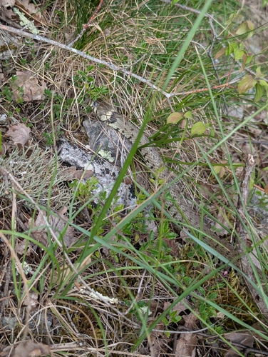 Barred Grass Snake