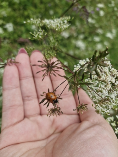 Seven-spotted Lady Beetle