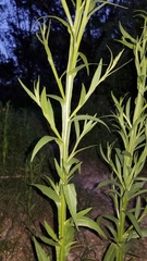 Helenium microcephalum