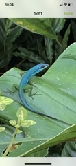 Anolis trinitatis