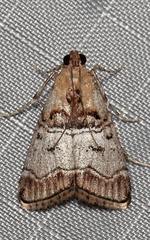 Pococera maritimalis