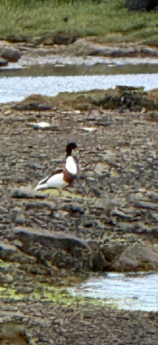 Common Shelduck
