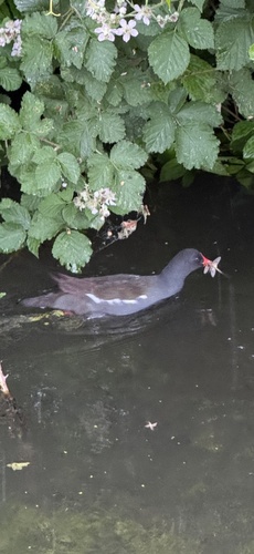 Common Moorhen