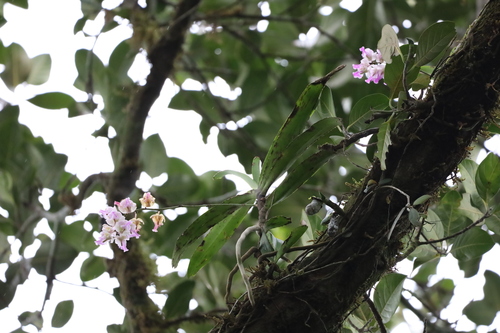 Aerides crispa, photograph 2