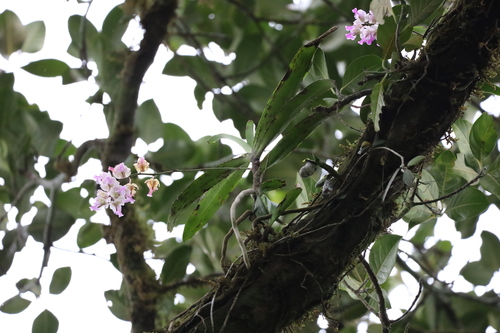 Aerides crispa, 2026-06-07