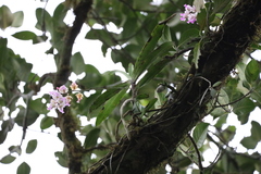 Aerides crispa, photograph (c) deepachandran, some rights reserved (CC BY-SA)