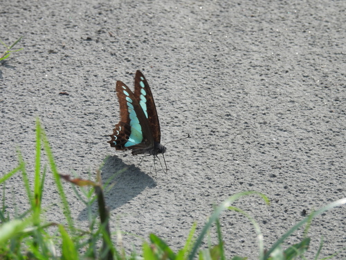 Common Bluebottle