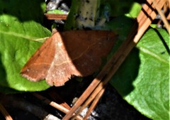 Hemeroplanis scopulepes