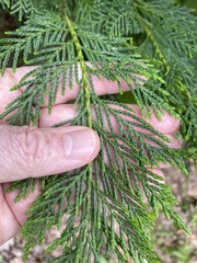 Cupressus × leylandii