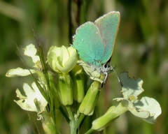 Callophrys viridis