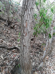 Dalbergia granadillo