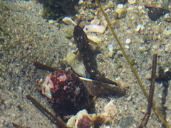 Paraclinus integripinnis