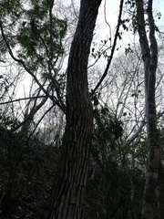 Dalbergia granadillo