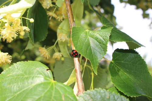 Asian Lady Beetle