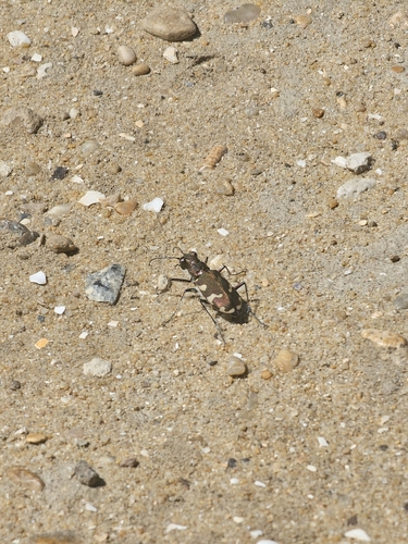 Northern Dune Tiger Beetle