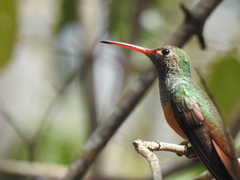 Buff-Bellied Hummingbird photo 4