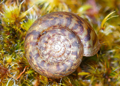 Stephanoda binneyana