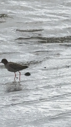 Common Redshank