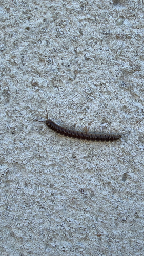 Greenhouse Millipede