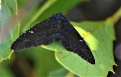 Metalectra tantillus