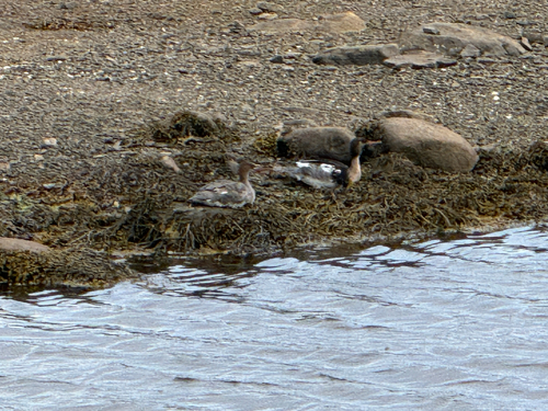 Red-breasted Merganser