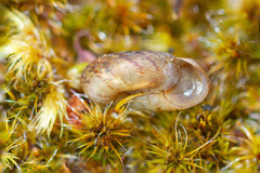 Stephanoda binneyana