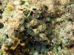 Tridacna crocea