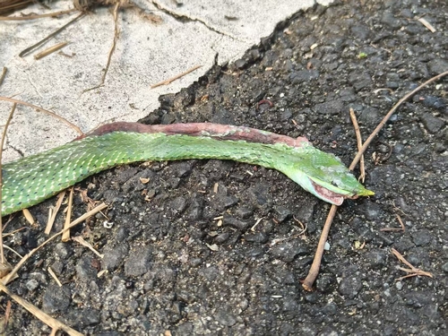 Hainan Rhinoceros Snake