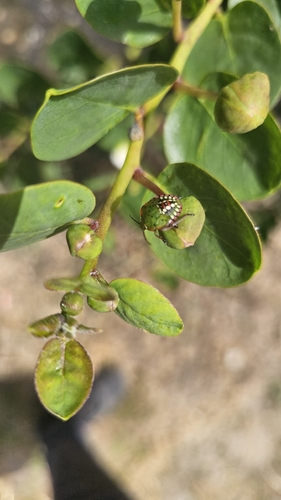 Southern Green Stink Bug