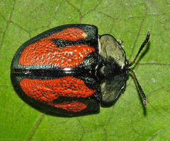 Cyrtonota tristigma