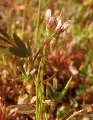 Trifolium oliganthum