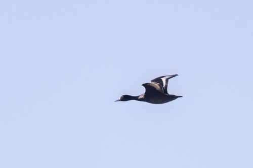 iNaturalist image