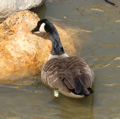 Branta canadensis