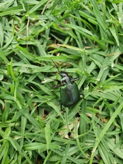 Calosoma schayeri