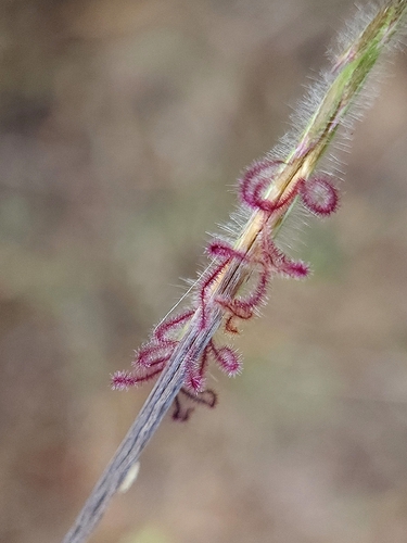 tanglehead